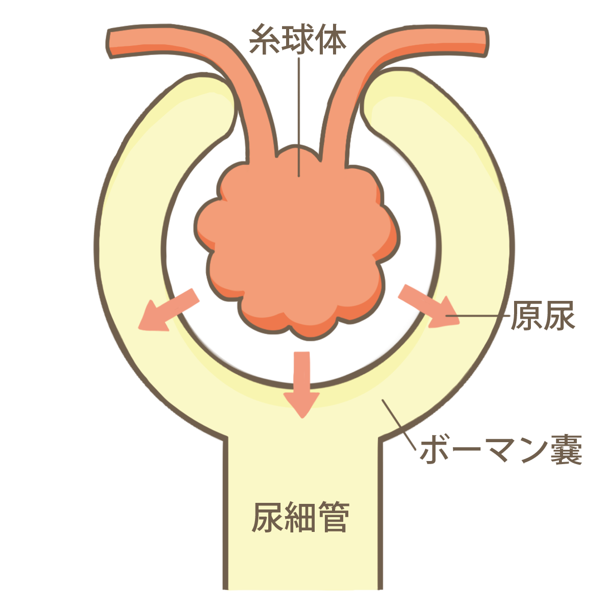 35 31 腎 尿路系の構造と機能に関する記述である 管栄通宝 管理栄養士国家試験対策