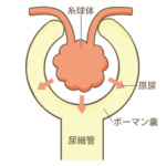 35-31 腎・尿路系の構造と機能に関する記述である。